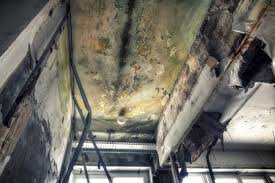 Mold Removal Services